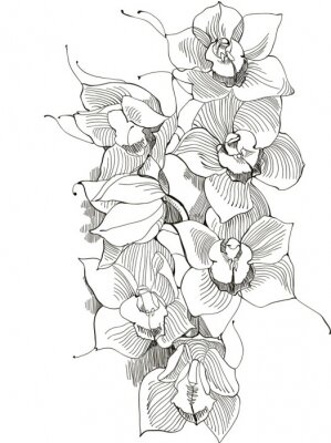 Orchideenblütenblätter mit schwarzem Strich gezeichnet