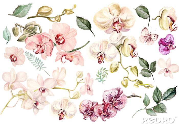 Tapete Orchideenblütenblätter Muster mit Blättern und Schmetterlingen