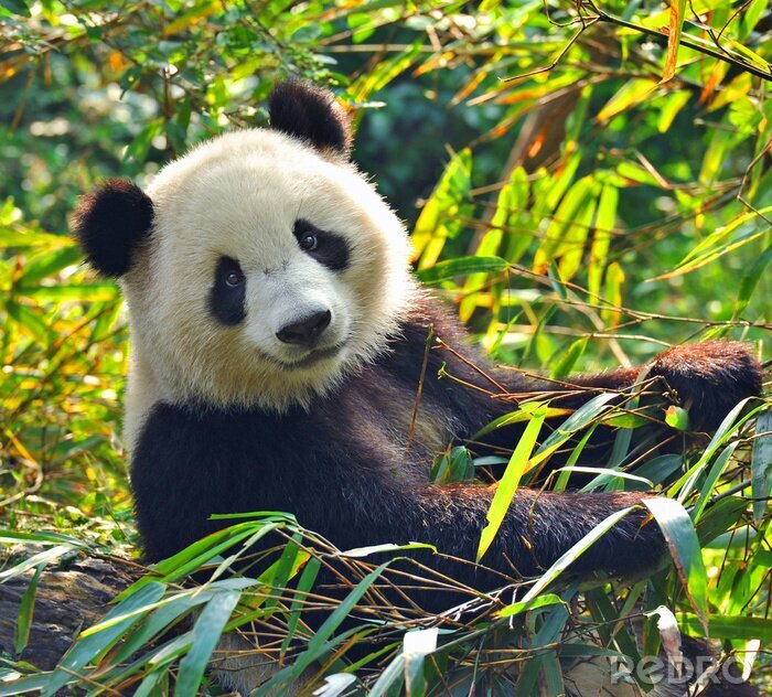 Tapete Panda zwischen grünen blättern