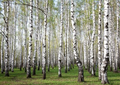Panorama des Birkenwaldes