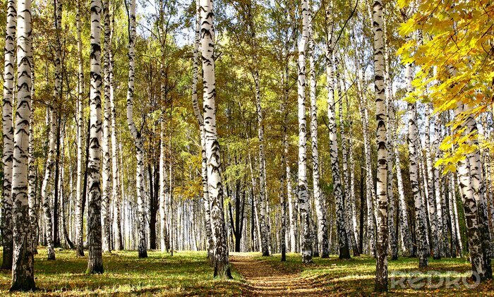 Tapete Pfad durch herbstliche Birken