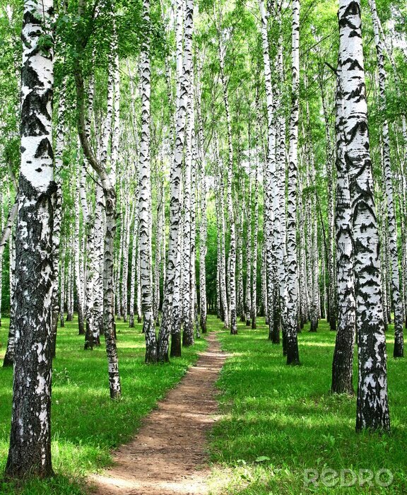 Tapete Pfad und Birken