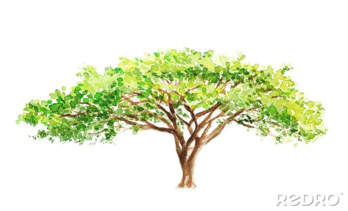 Tapete Pflanze Natur