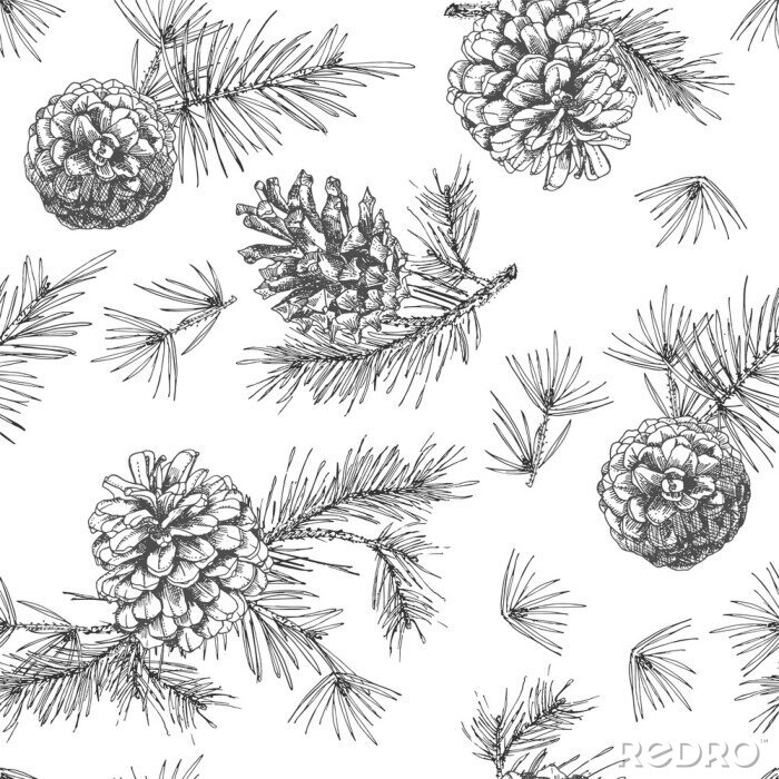 Tapete Realistic botanical ink sketch of fir tree branches with pine cone on white background. Vector illustrations