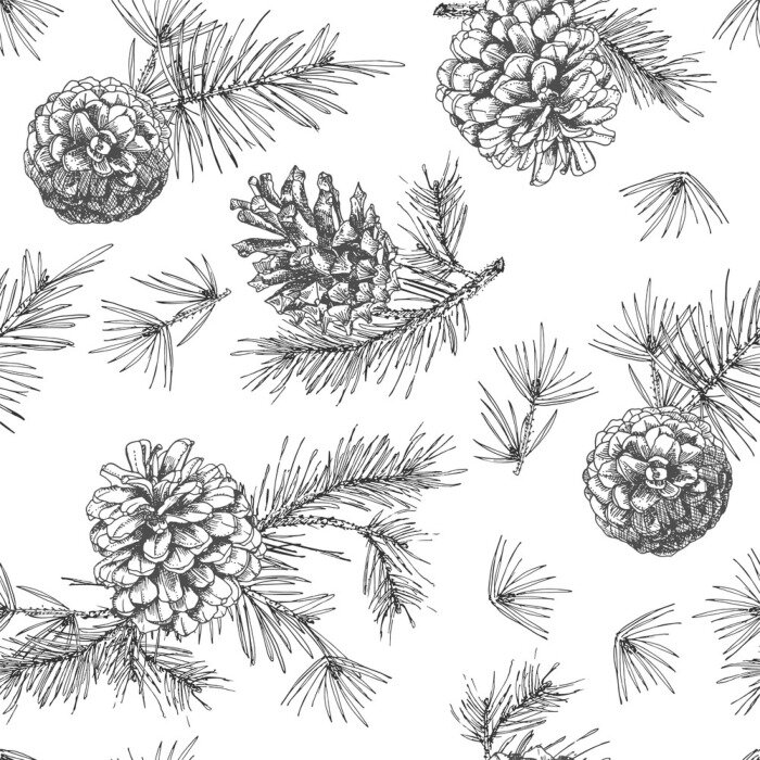 Tapete Realistic botanical ink sketch of fir tree branches with pine cone on white background. Vector illustrations