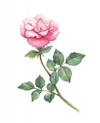 Romantische Aquarell Rose