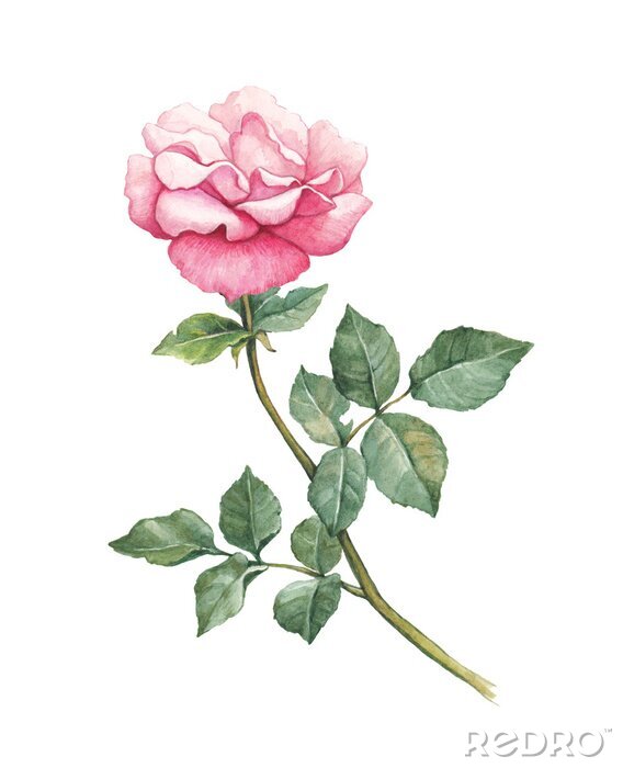 Tapete Romantische Aquarell Rose
