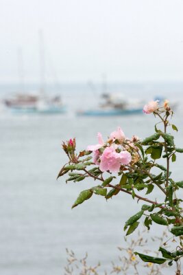 Rosa Blume und Boote im Hintergrund