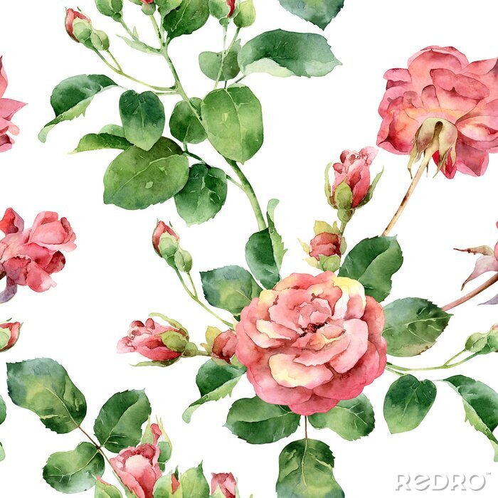 Tapete Rosa Rosen mit Aquarellfarben gemalt Grafik