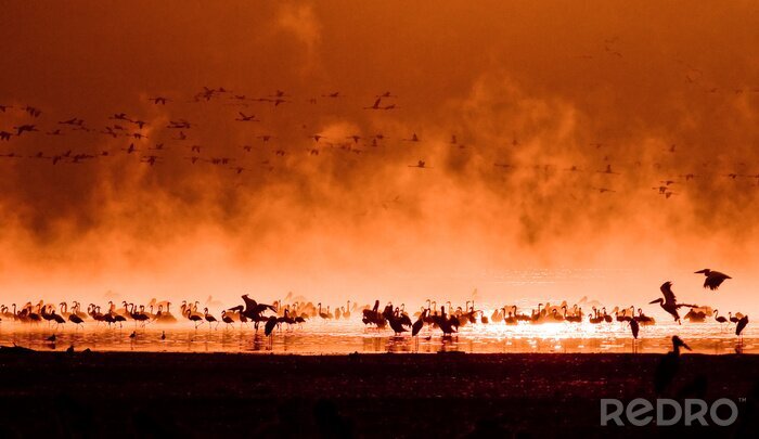 Tapete Rosa Tierherde in Kenia