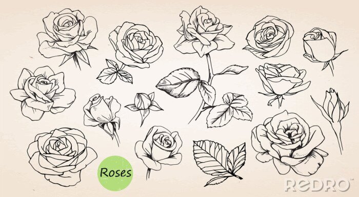 Tapete Rosen auf beigem Hintergrund skizziert