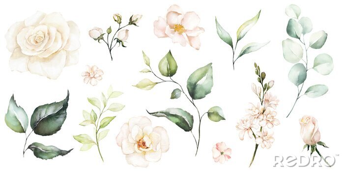 Tapete Rosen weiss Knospen und Blumen in Aquarell