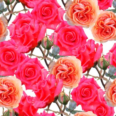 Tapete Schöne Rosenblüten
