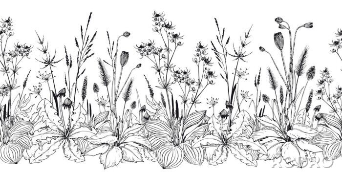 Tapete Seamless horizontal background with wild herbs and flowers.