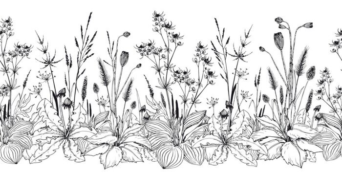 Tapete Seamless horizontal background with wild herbs and flowers.