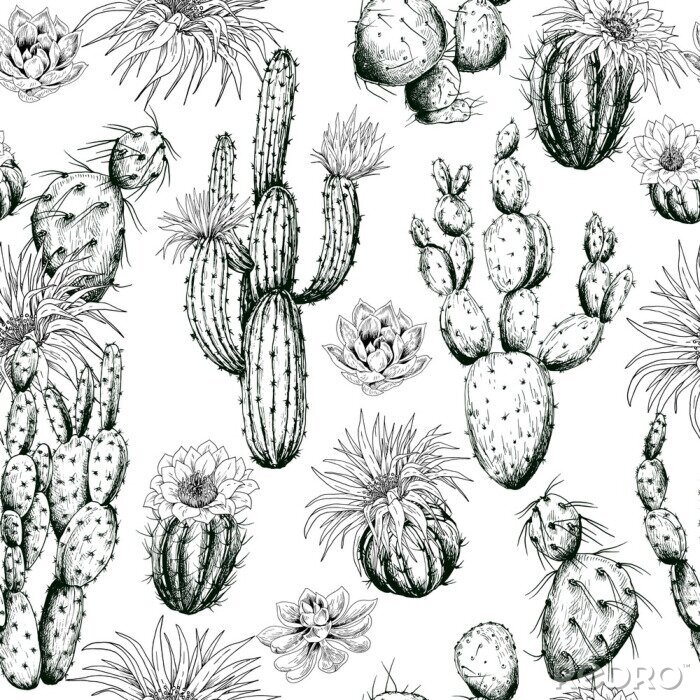 Tapete Seamless pattern with black and white cactus plants and flowers. Hand drawn vector.