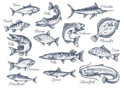 Seefische mit Namen