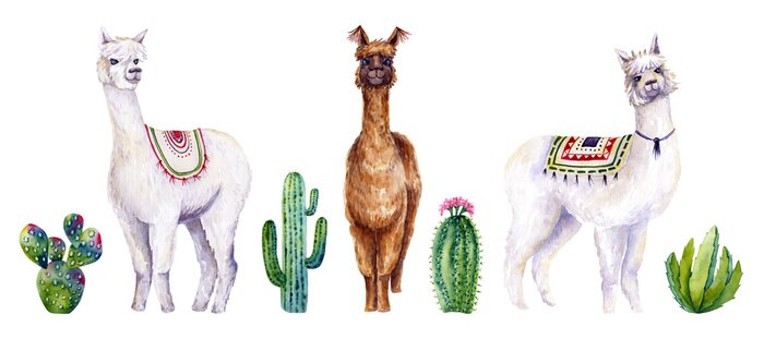 Tapete Set of watercolor alpacas and cactus. Colorful illustration isolated on white. Hand painted animals and plants perfect for card making, wallpaper, fabric textile, interior design