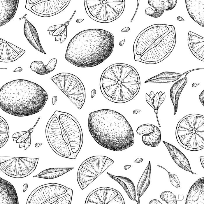 Tapete Skizzierte Zitronen und Blätter
