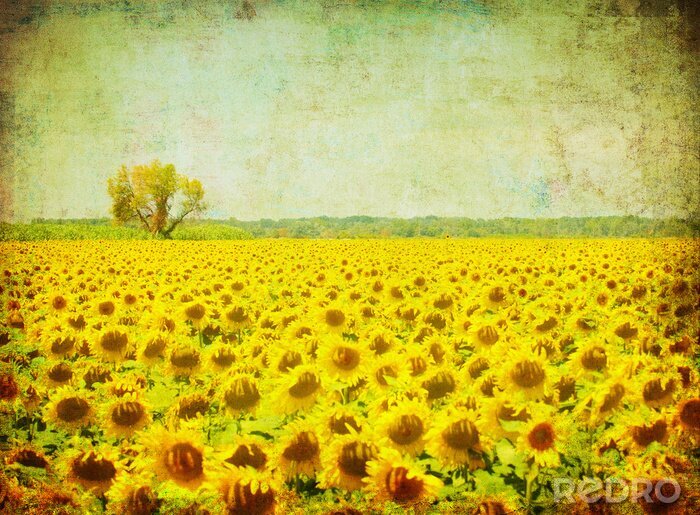 Tapete Sonnenblumenfeld Retro