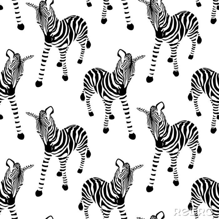 Tapete Stehende Zebras auf weißem Hintergrund