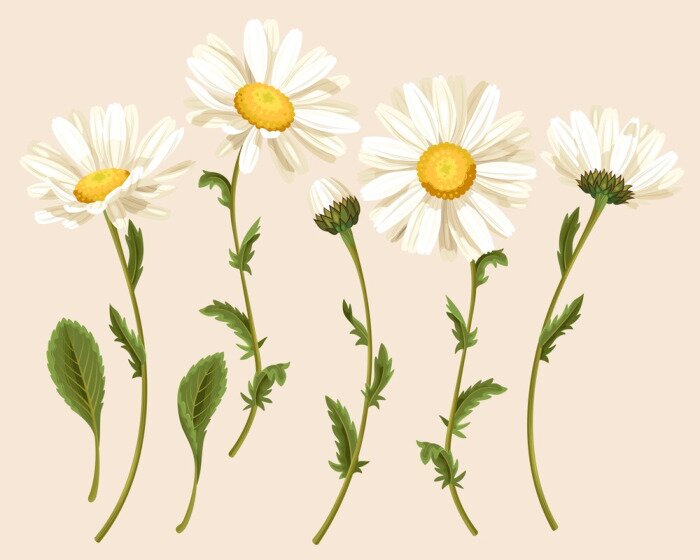 Tapete Subtile Illustration mit Gänseblümchen