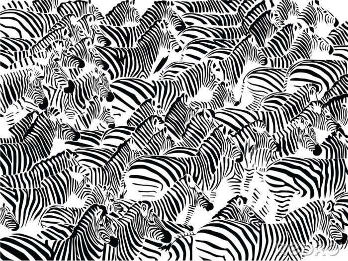 Tapete Tiere Zebras große Herde