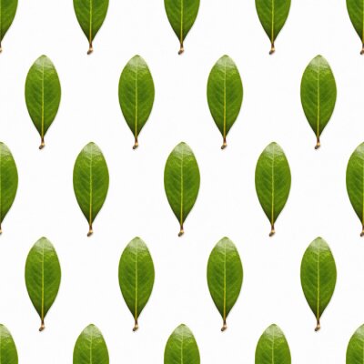 Tapete Unbefleckte grüne Blätter