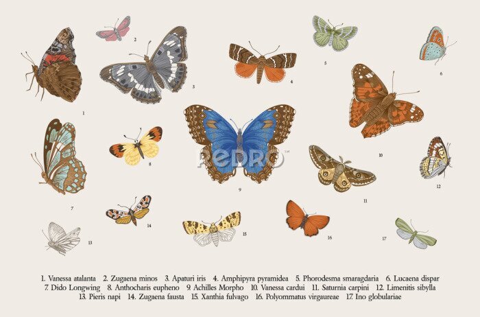 Tapete Vintage Schmetterlinge