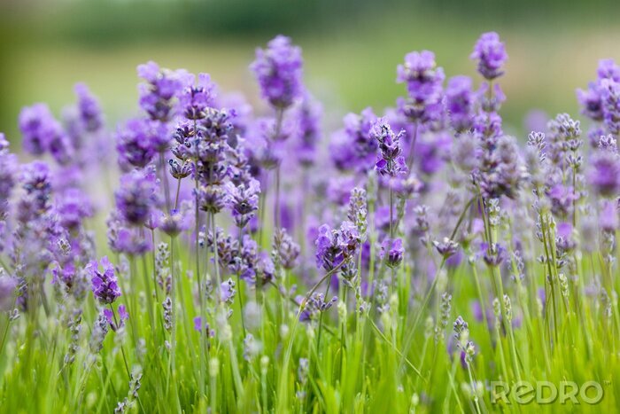 Tapete Violette Blumen im Gras