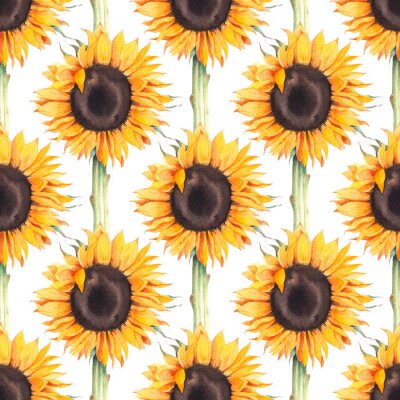 Tapete Watercolor botanical illustration of sunflowers.