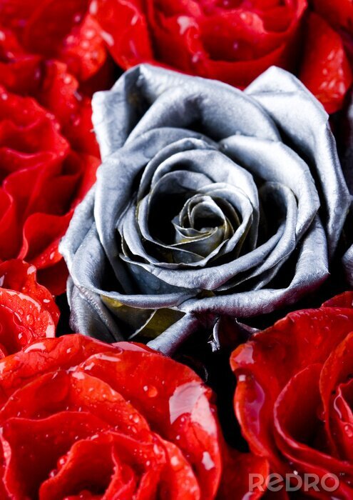 Tapete Weiße Blume unter Roten