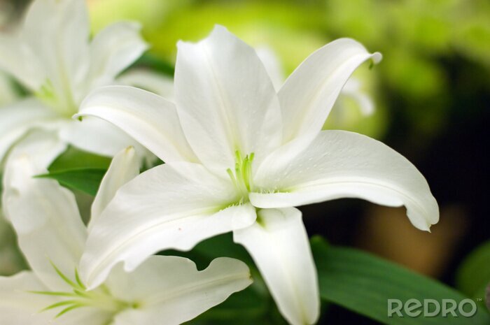 Tapete Weiße Lilie
