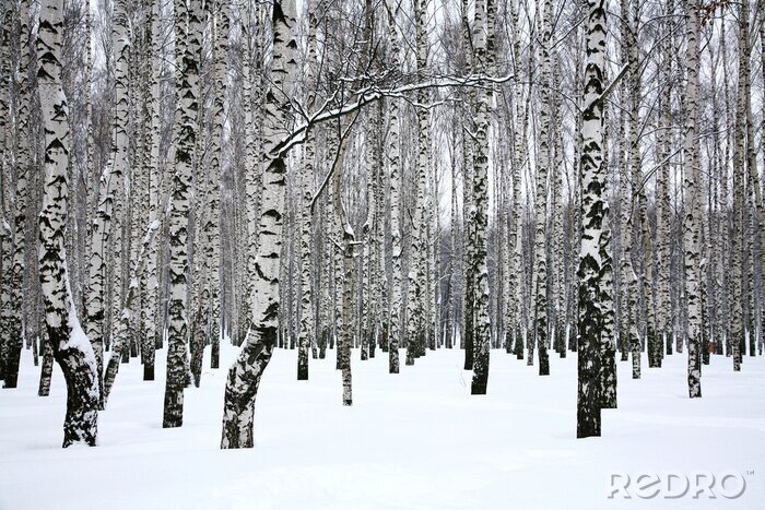 Tapete Weißer Schnee auf Birken