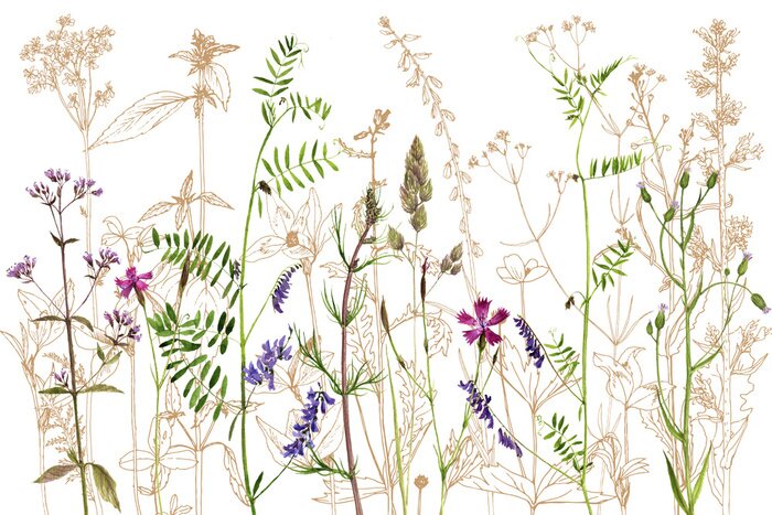 Tapete Wilde Wiese mit bunten Blumen