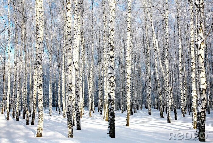 Tapete Winter Sonne und Birkenwald
