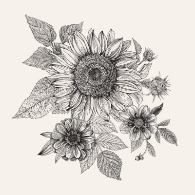 Zeichnung Sonnenblumen botanische Skizze