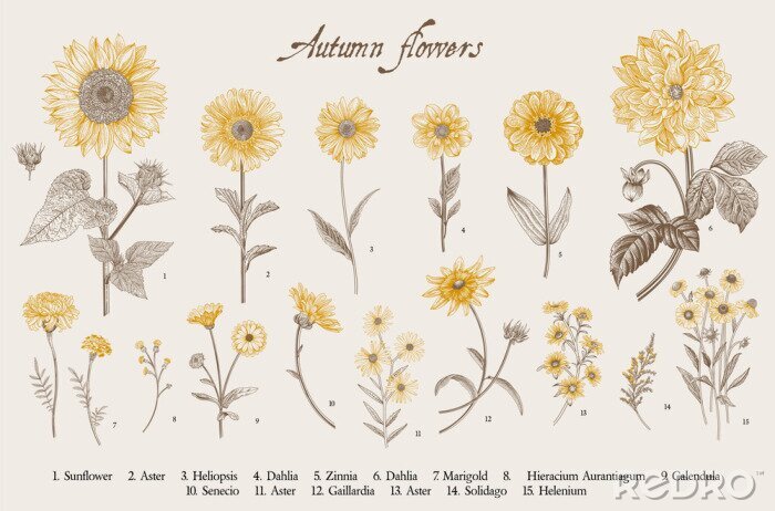 Tapete Zeichnung Sonnenblumen und gelbe Blumen